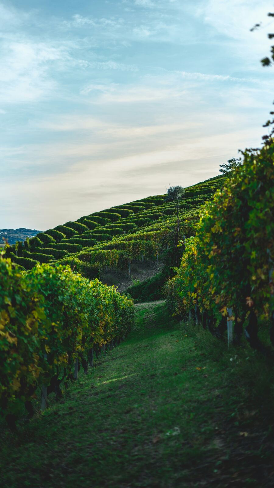 Vineyards in the Langhe